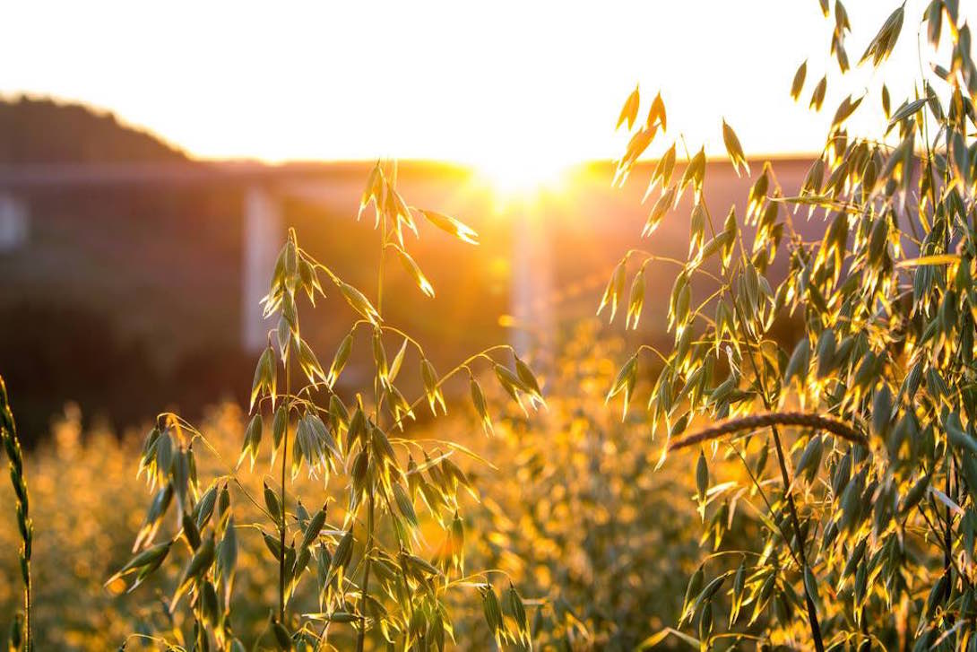 Vitamin D3 & Its Connection to Multiple Sclerosis